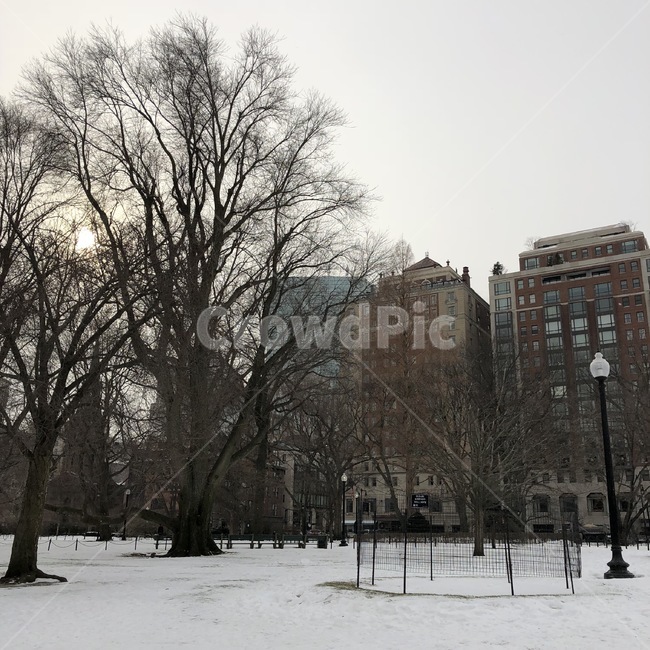 겨울,풍경,미국,보스턴,건물,겨울,계절,winter,season,도시,풍경,city,landscape,해외,외국,세계,foreign,oversea,world,세계도시풍경,해외도시풍경,외국도시풍경,world cityscape,plant,식물,tree,나무