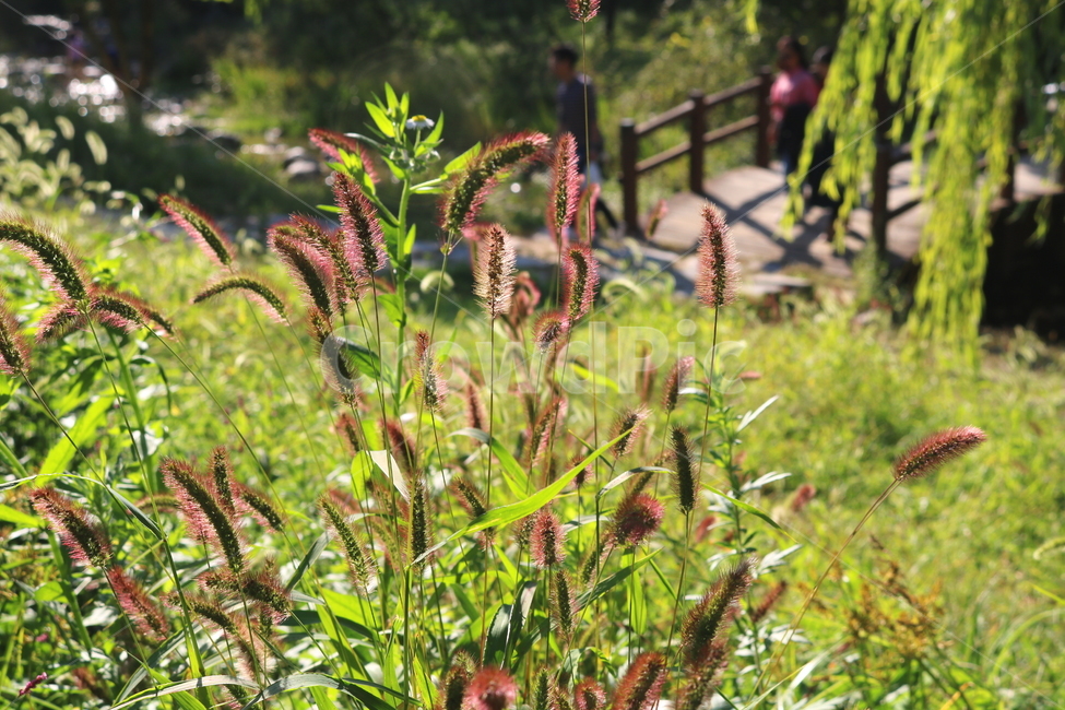 강아지풀,풀,잡초,벼과,식물,자연,구미초,낭미초,개꼬리풀,식물,자연,plants,nature