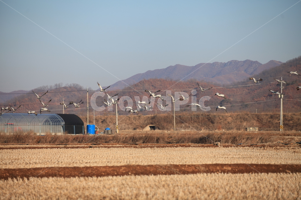 nature,자연,outdoors,옥외,풍경,두루미,철새,동물,논,새,조류,시골,마을,풍경,landscape,country,rural,town,조류,새,birds,농업,농사,agriculture,farming,farming industry