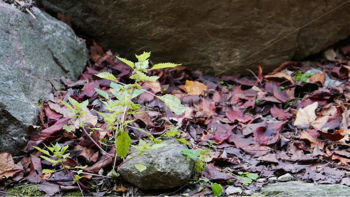 이름모를들풀,계곡,잡초,홀로서기,자연,식물,자연,plants,nature