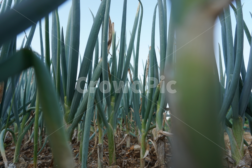 파,잔디,자연,green,greenonion,farm,농장,초록,대파,식물,자연,plants,nature