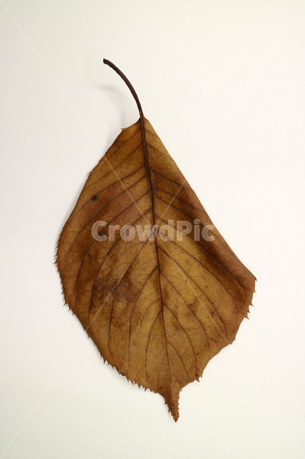 낙엽,가을,나뭇잎,잎,잎사귀,계절,식물,자연,가을낙엽,fallenleaves,deadleaves,오브젝트,누끼,가을,계절,fall,autumn,season,leaf,plant,veins,정맥