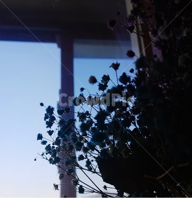 가정장식,homedecor,flower,안개꽃,blue