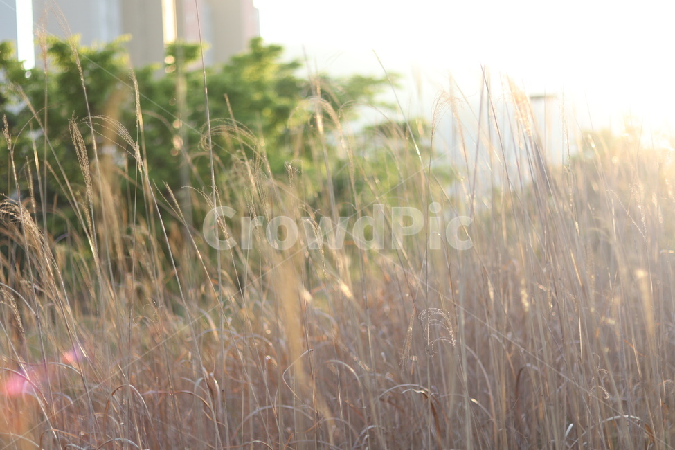 억새,아침빛,봄,갈색,동네,식물,자연,plants,nature,휴식,힐링,rest,relaxation,healing