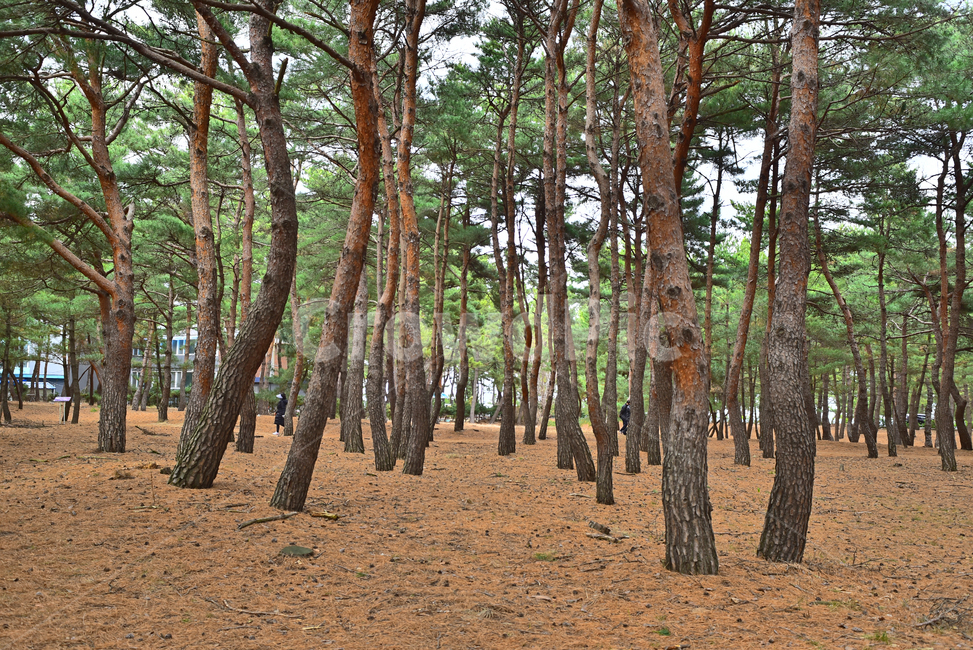 소나무,해송,상록수,송림,솔밭,소나무숲,힐링,환경,자연,한국자연풍경,한국자연경관,pinetree,plant,식물,tree,나무,배경,바탕,백그라운드,토종,솔방울,솔잎,침엽수,피톤치드,사람,person,인간