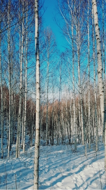 인제,자작나무,눈,설산,하늘,겨울숲