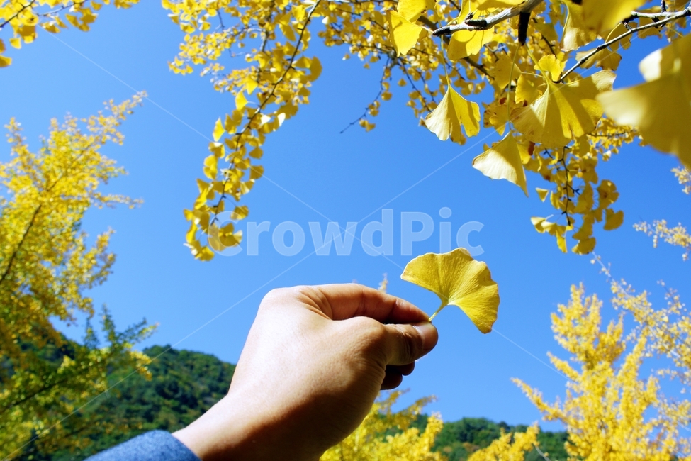 단풍,은행나무,은행나무잎,은행나무숲,가을,나무,분위기,감성,노랑,yellow,숲,fall,하늘,blue,sky,손,hand,가을,계절,fall,autumn,season,사람,인물,인간,human,person,신체일부,몸,body,plant,식물,leaf,잎