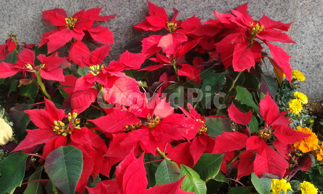 plant,식물,flower,꽃,red,식물,자연,plants,nature,꽃,flower