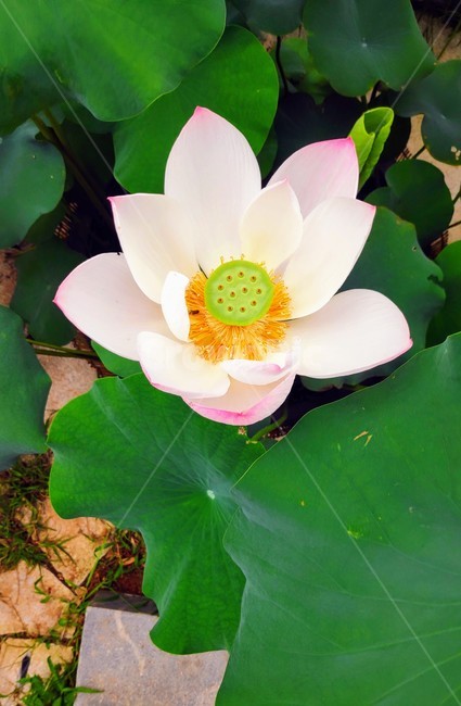 plant,식물,꽃,연꽃,flower