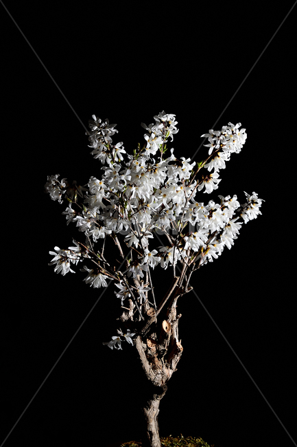 미선나무,미선나무꽃,꽃,봄꽃,식물,나무,흰색,자연,봄,계절,spring,season,plant,flower,blossom
