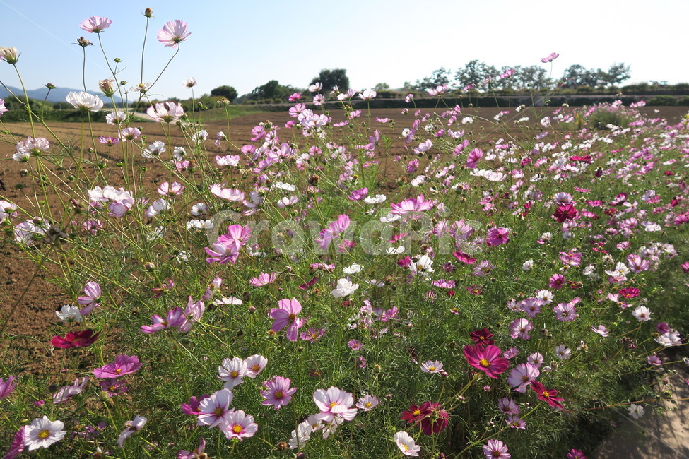 가을,코스모스,가을산책,가을감성,꽃,가을,계절,fall,autumn,season,식물,자연,plants,nature,꽃,flower,geranium,제라늄,blossom,plant