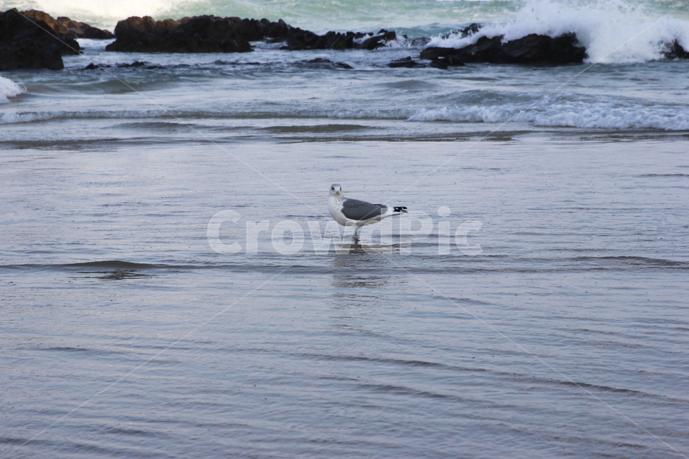 동해바다,바다,동해시,갈매기,파도,날개,날으는,거친파도,동물,animal,조류,새,birds