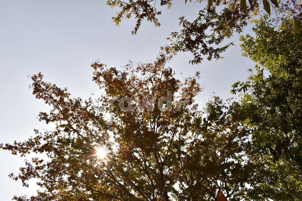 햇빛,나무,하늘,빛,맑음,자연,풍경,nature,landscape,light,flare,플레어,sunlight