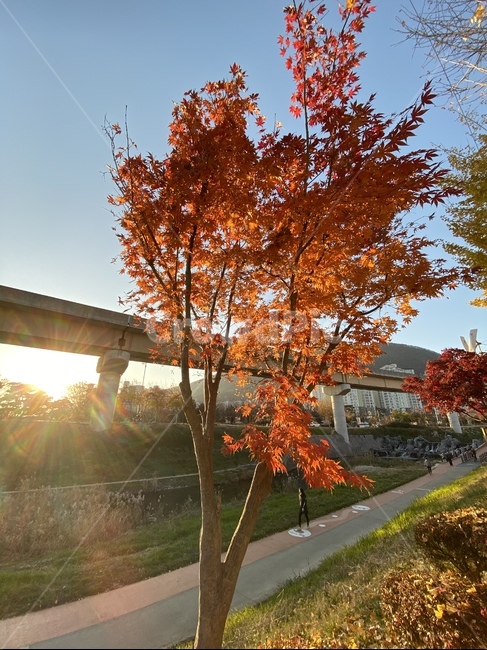 leaf,잎,plant,식물,ground,낙엽,가을,단풍,가을,계절,fall,autumn,season