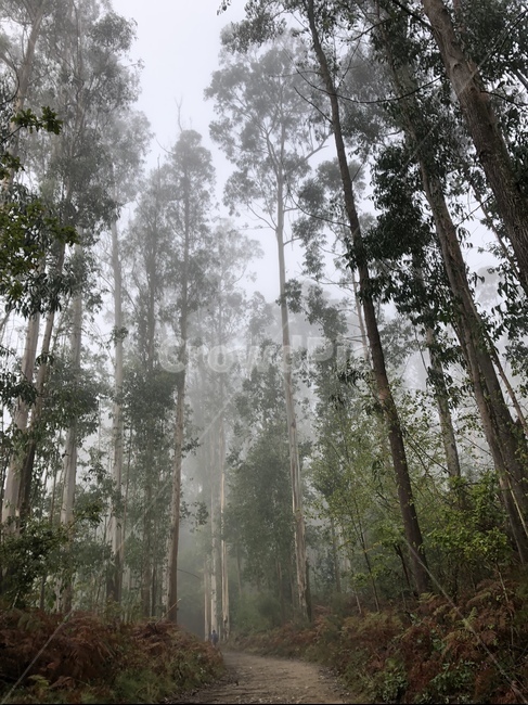 숲,길,안개,나무,몽환,nature,식물,자연,plants,nature,나무,trees,wood