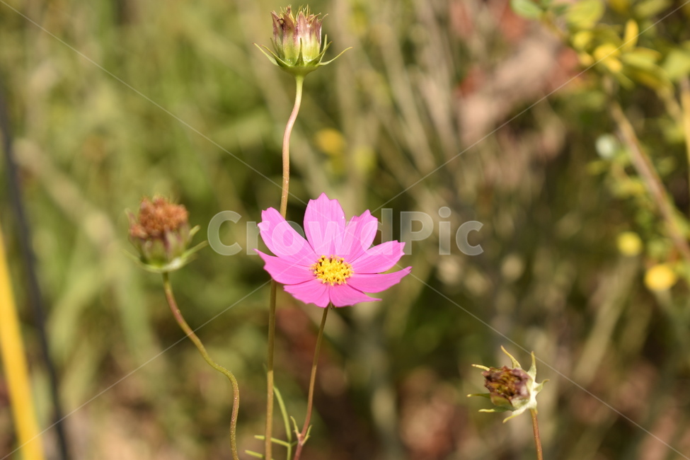 꽃,한송이,식물,맑음,화분,식물,자연,plants,nature,꽃,flower