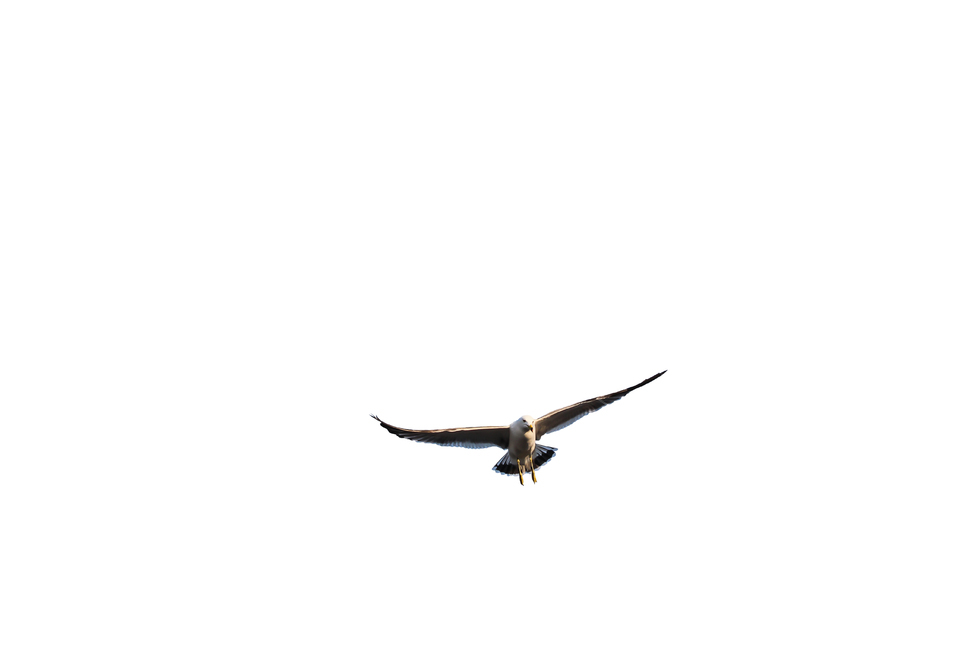 갈매기,새,조류,날개,바다,누끼,바닷가,자연,하늘,부리,seagull,bird,풍경,naturelandscape,sea,동물,animal,birds,감성sensible,feeling,outdoors,옥외,transportation,동물,animal,조류,새,birds,누끼,remove background