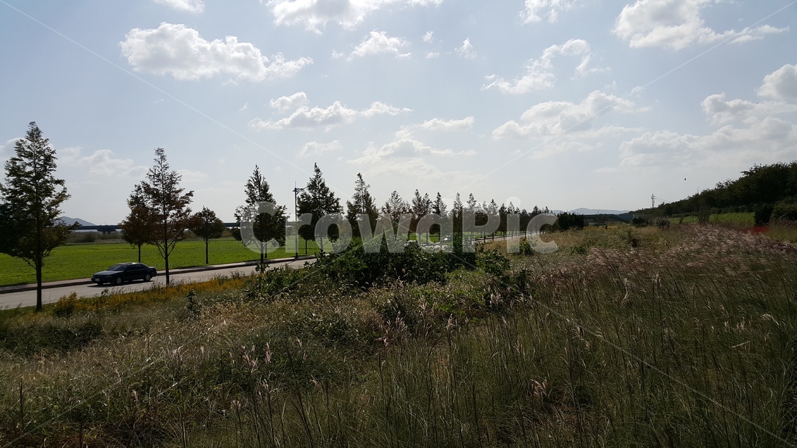 가로수,가로수길,식물,나무,풀,자연,풍경,nature,landscape,tree,plant,fir,전나무