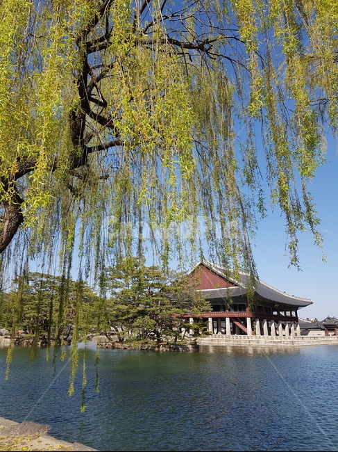 나무,tree,plant,식물,봄,꽃,flower,하늘
