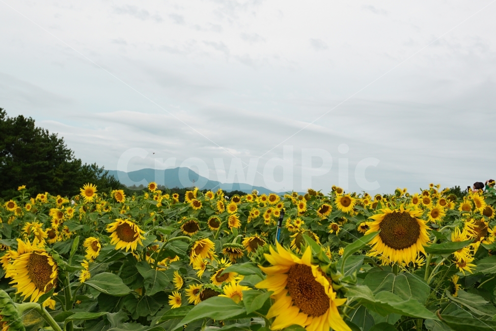가을,해바라기,꽃,감성,하늘,가을,계절,fall,autumn,season,식물,자연,plants,nature,꽃,flower,plant