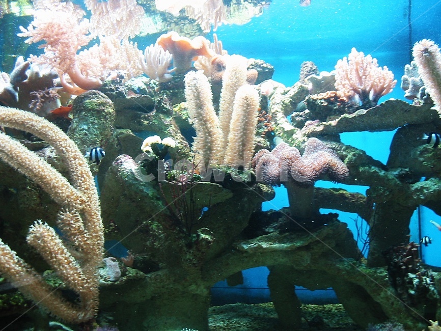 수족관,산호초,water,물,outdoors,옥외,ocean,대양,nature,자연,sea,바다,reef,암초,animal,동물,sealife,해양생물