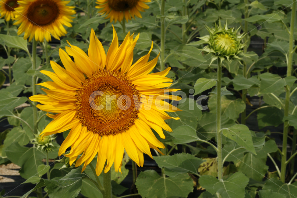 해바라기,여름,해바라기꽃,식물,해바라기씨,꽃잎,식물,자연,plants,nature,꽃,flower