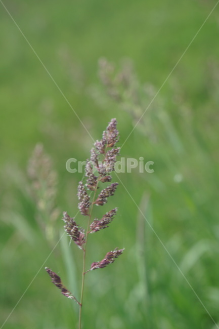 flower,plant,식물,자연,nature
