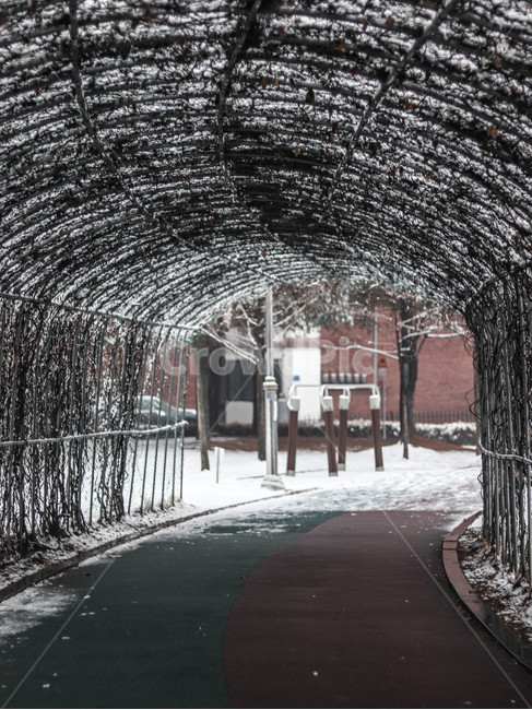 눈,겨울,공원,넝쿨,흐린날,snow,겨울,계절,winter,season