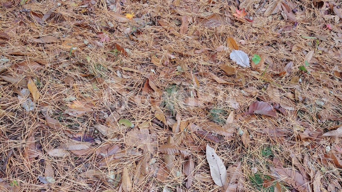 낙엽,가을,가을낙엽,나뭇잎,단풍,자연,fall,autumn,가을,계절,fall,autumn,season,ground,바닥