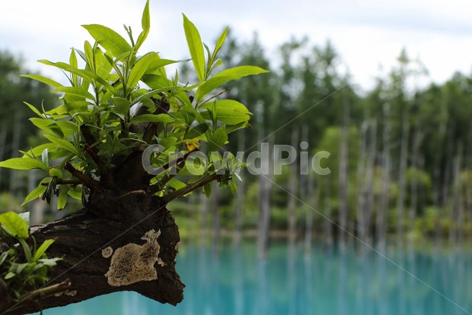 plant,식물,호수,lake,tree,나무,식물,자연,plants,nature