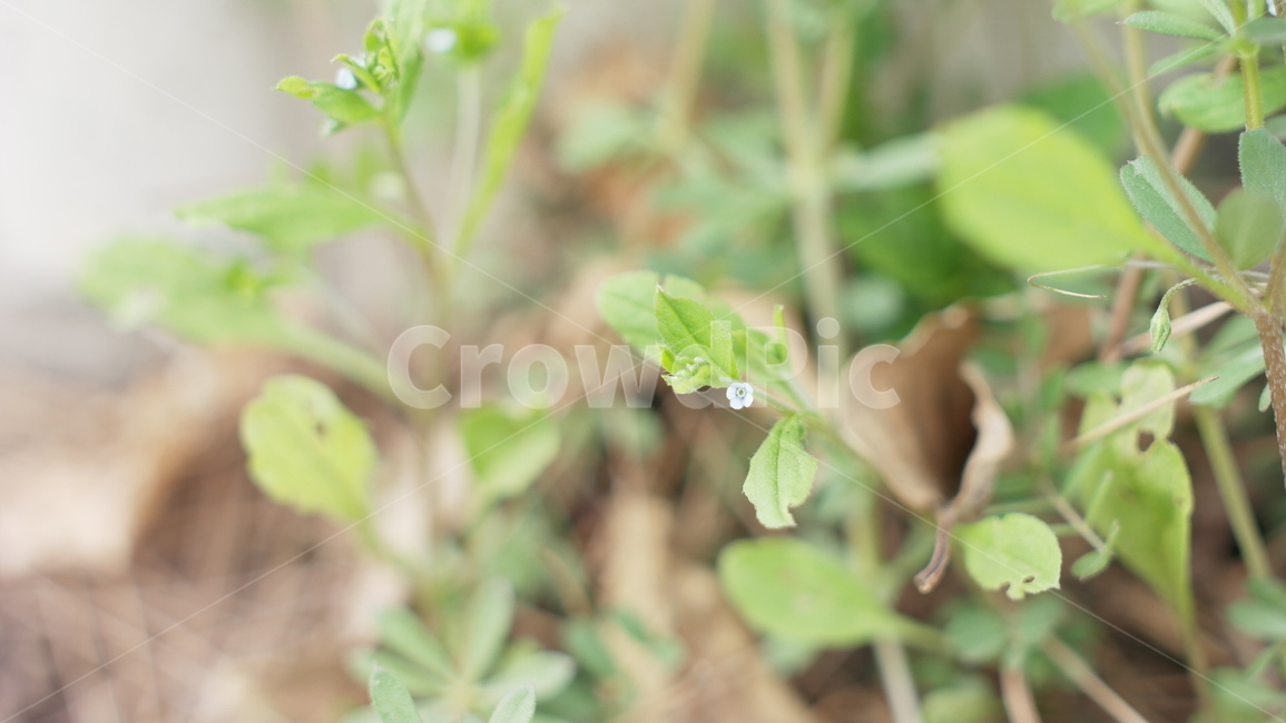 꽃,들꽃,봄,자연,접사,식물,자연,plants,nature