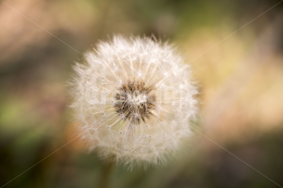 사진,디자인,소스,포토,사진자료,배경,배경사진,백그라운드,한국,동양,아시아,풍경,자연,환경,실외,낮,오후,저녁,식물,나무,가을,도감,9월,10월,11월,민들레,풀,들판,식물,자연,plants,nature,꽃,flower