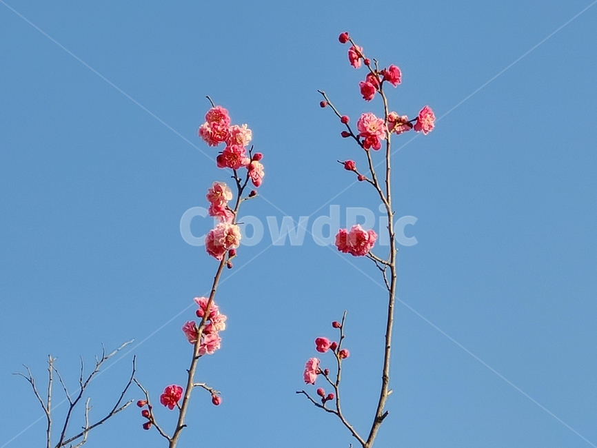 plant,식물,flower,blossom,꽃,봄,청아한