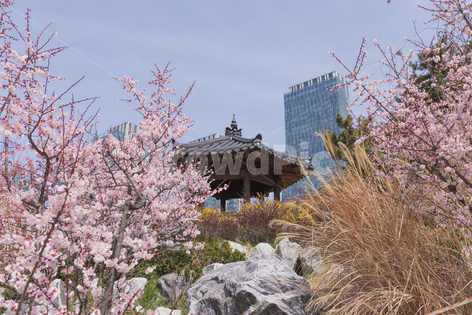 송도,봄,도시,조화,건축물,벚꽃,날씨,축제,한옥,공원,spring,cherryblossom,봄,계절,spring,season
