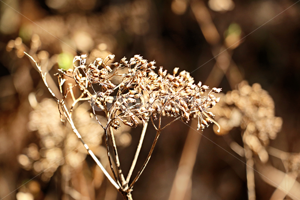 산수국,수국,드라이플라워,plant,식물,꽃,flower