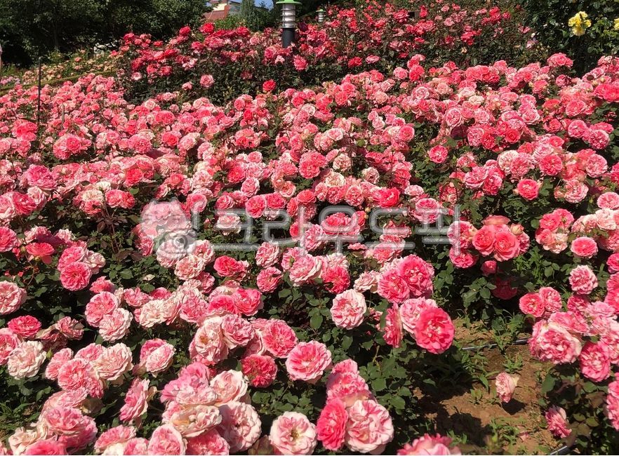 장미,rose,꽃,flower,꽃밭,붉은,장미밭,꽃송이,봄