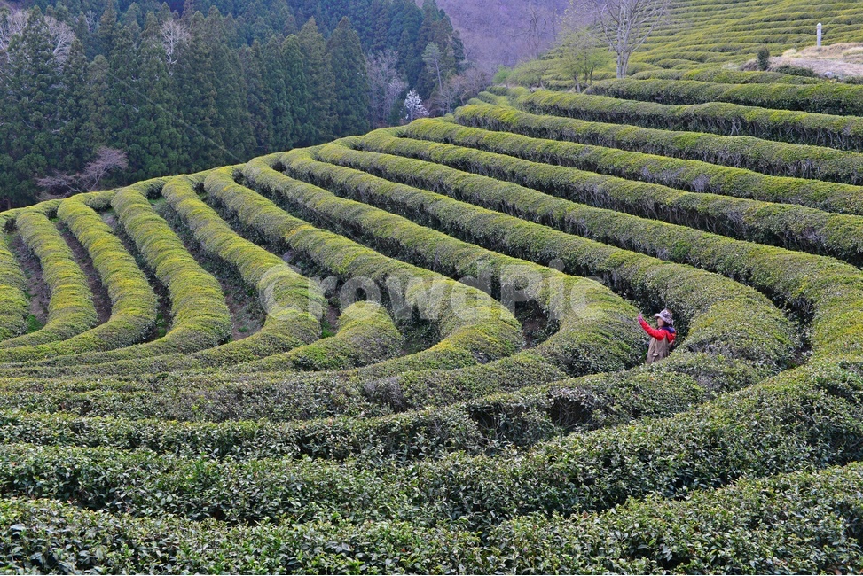 outdoors,옥외,nature,자연,rural,농촌,plant,식물,tree,나무,보성,대한다원,다원,녹차밭,녹차,녹차잎,농업,농경,농사,경작