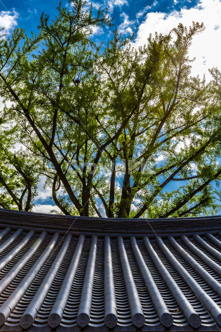 기와,지붕,선,풍경,전통건축,한옥,고건축,한국전통,한국문화,korean traditional,korean culture