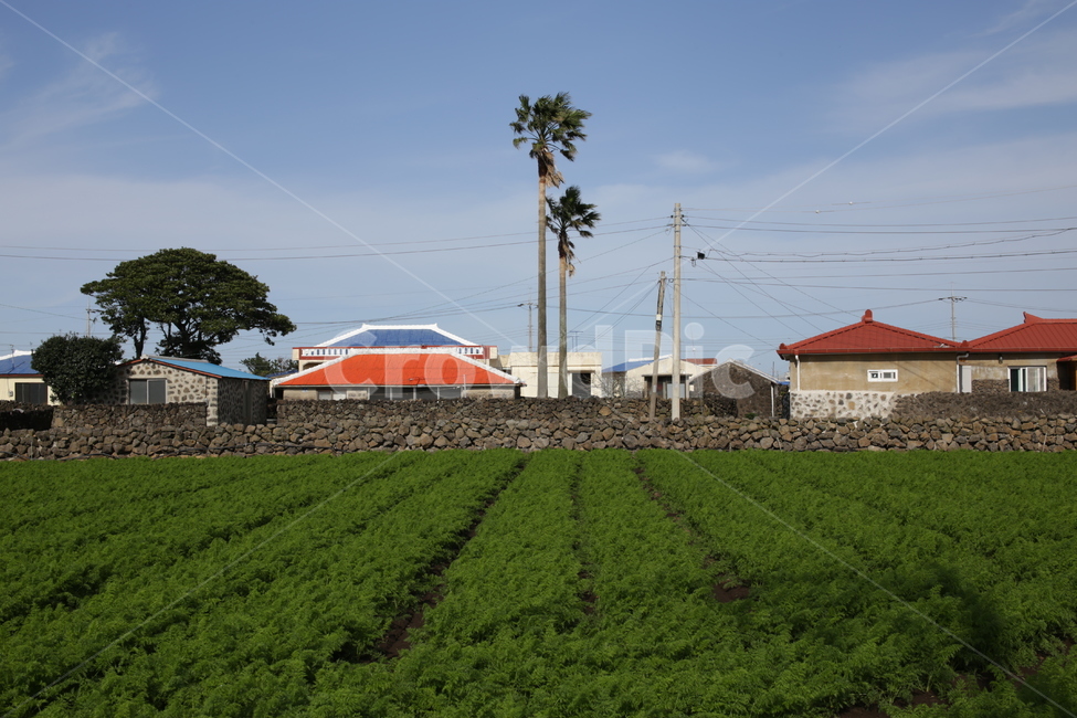 당근밭,돌담,하도리,야자수나무,시골마을,시골,마을,풍경,landscape,country,rural,town