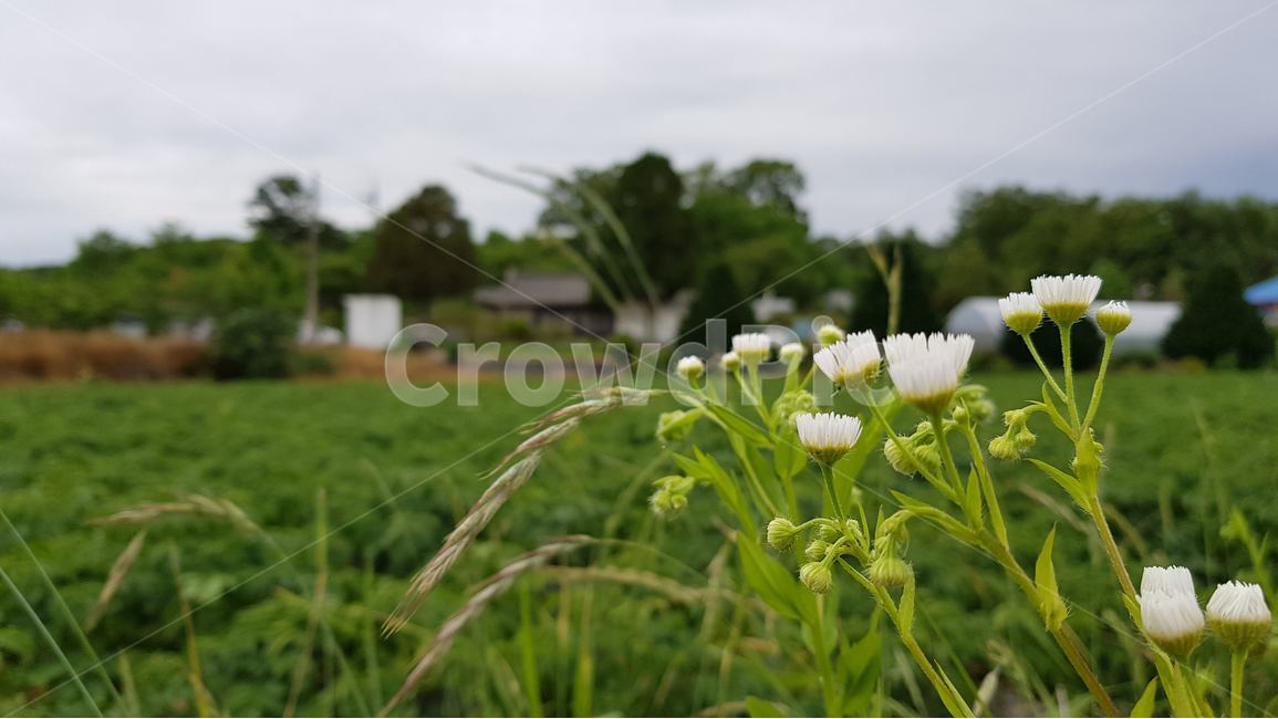 한국,시골풍경,꽃,korea,flower,식물,자연,plants,nature,꽃,flower