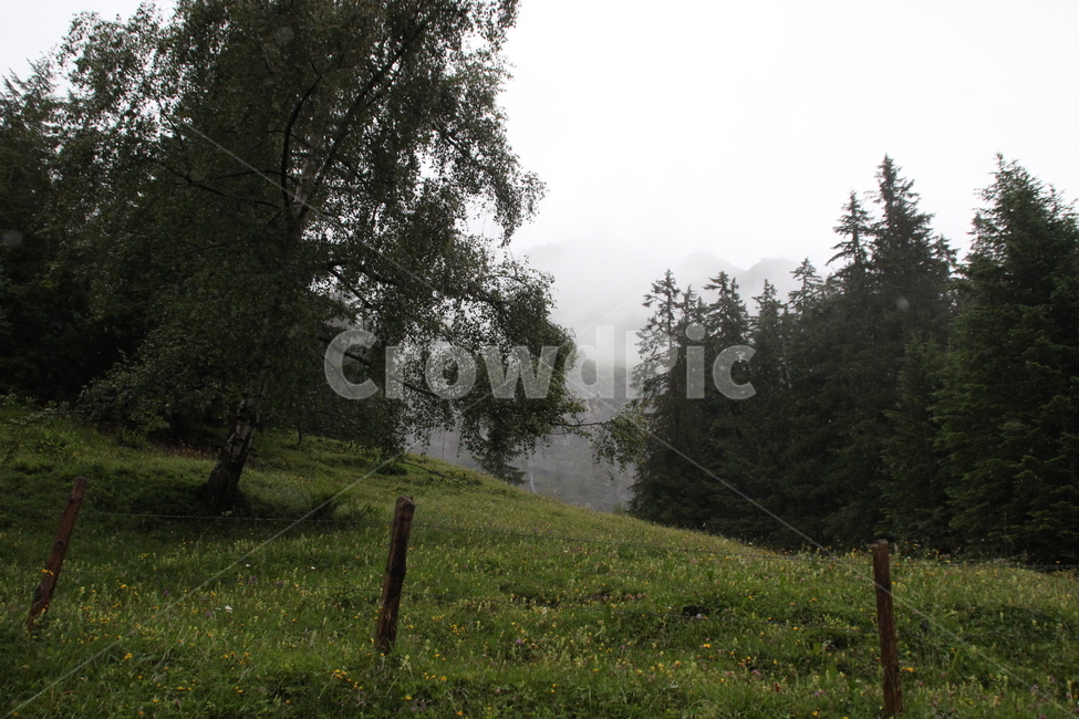 인터라켄,융프라우산,융프라우,스위스,interlaken,jungfraumt,jungfrau,swiss,switzerland,자연,풍경,nature,landscape,해외,외국,세계,foreign,oversea,world,세계자연풍경,해외자연풍경,외국자연풍경,world nature landscape,field,들,grassland,목초지,outdoors,옥외,tree,나무,plant,식물