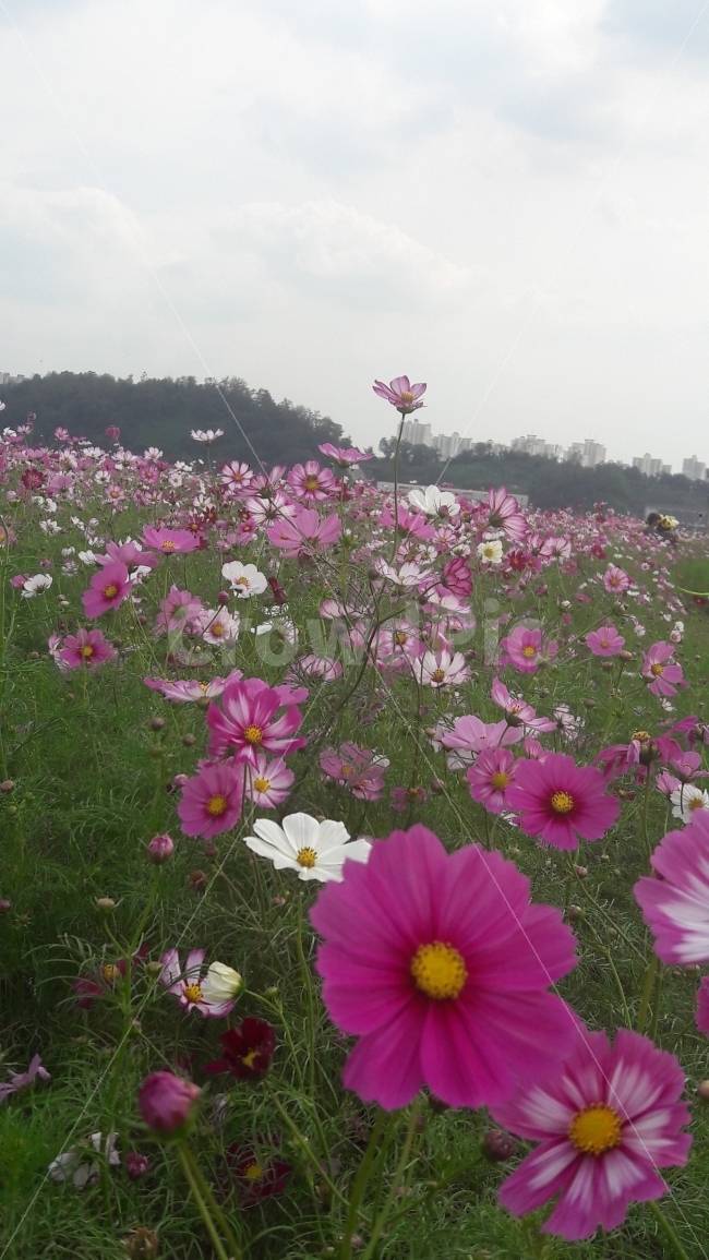 꽃,코스모스,바람,알록달록,하늘,가을,계절,fall,autumn,season,식물,자연,plants,nature,꽃,flower,plant