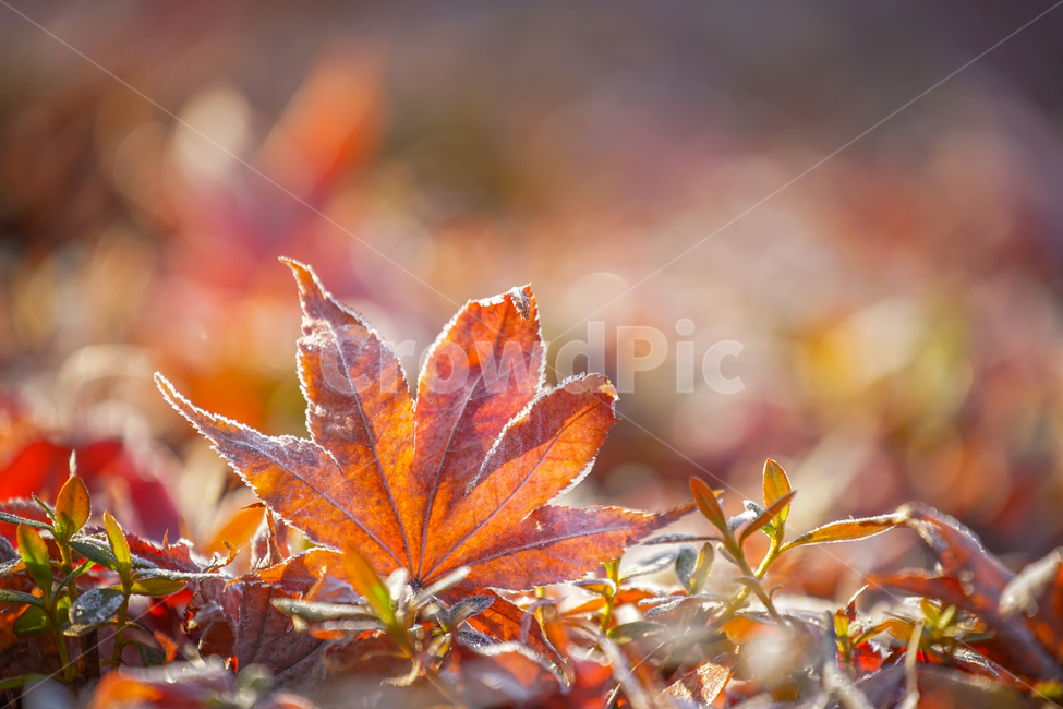 초겨울,늦가을,단풍,계절,자연,가을,계절,fall,autumn,season,plant,식물,leaf,잎