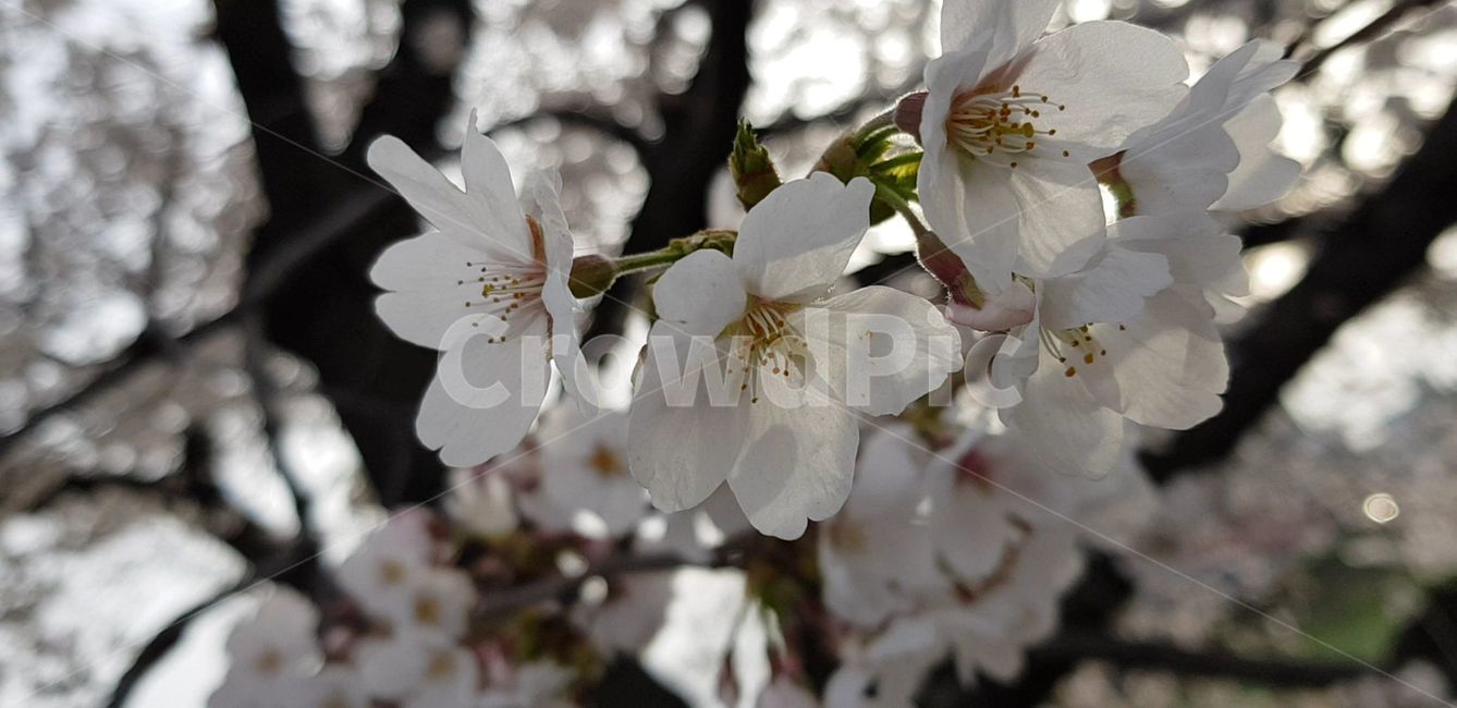 blossom,flower,식물,plant,벚꽃,꽃,cherryblossom