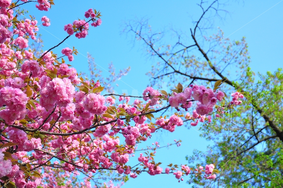 어린이대공원,꽃,분홍색,분홍꽃,나무,자연,색깔,childrensgrandpark,flowers,pink,pinkflower,trees,color,nature,sky,봄,계절,spring,season,식물,자연,plants,nature,꽃,flower,plant,blossom