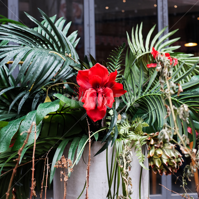 꽃,장미,빨강,식물,자연,실내용화초,화분,화초,house plant