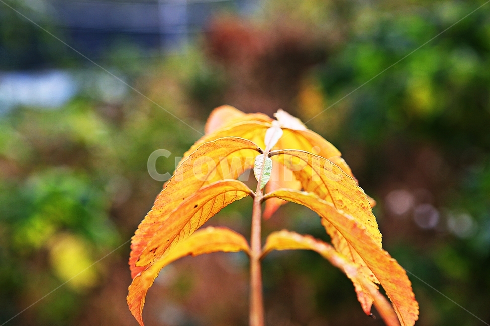 단풍,낙엽,가을,잎,식물,자연,계절,감성,색,색상,나무,공원,가을,계절,fall,autumn,season,plant,leaf,veins,정맥