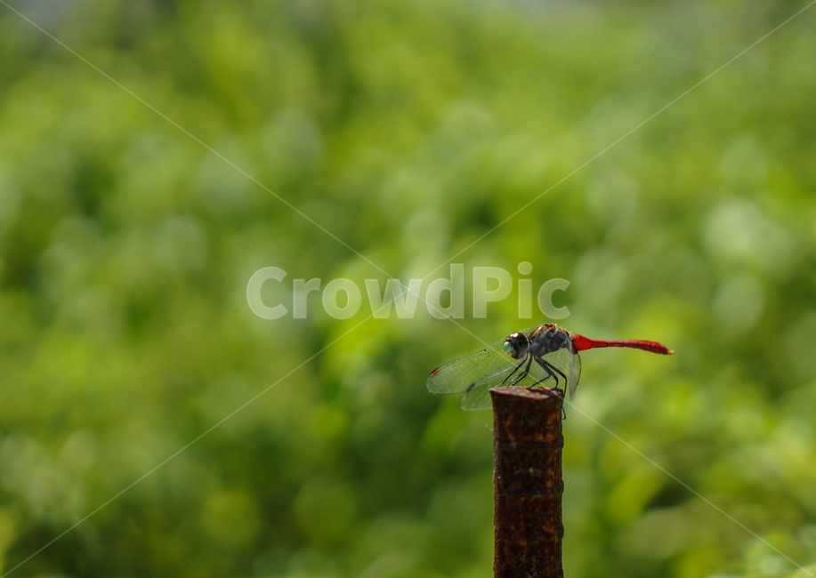 감성,잠자리,고추잠자리,가을,곤충,겹눈,날개,동물,animal,곤충,벌레,insect,bug
