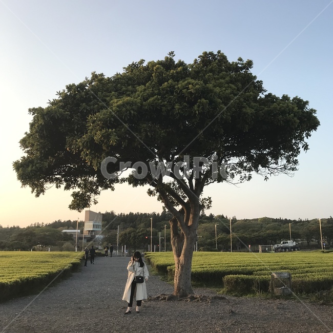 tree,나무,plant,사람,제주도,녹차밭,식물,human,treetrunk,나무줄기,인간,노을