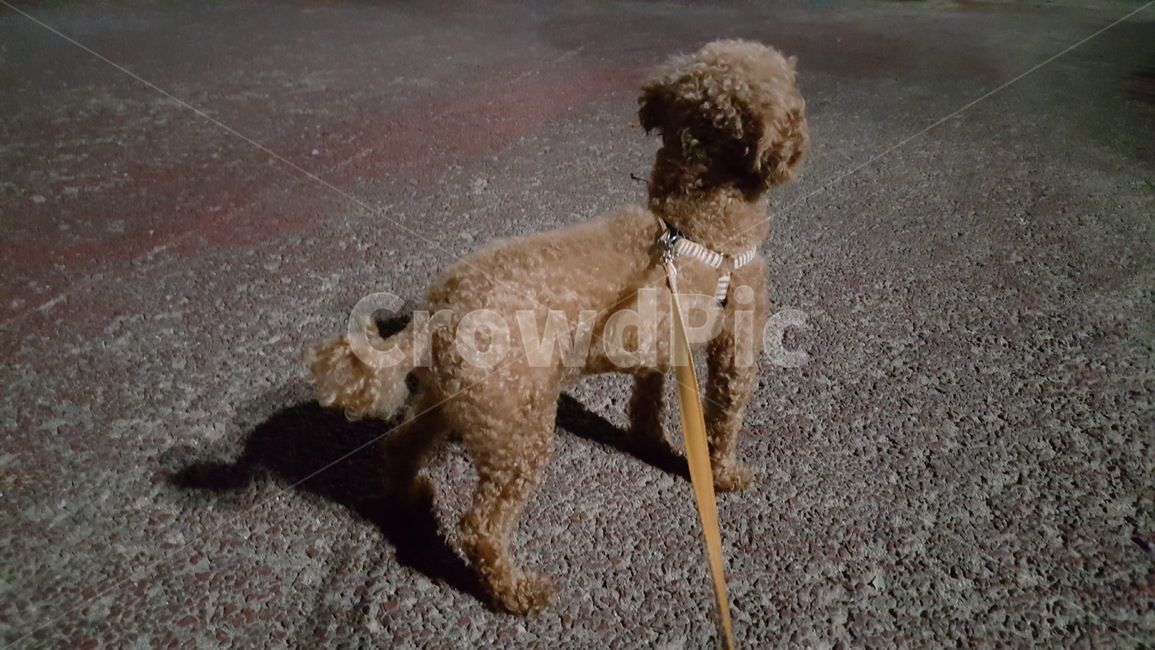 animal,동물,푸들,poodle,dog,개,pet,반려동물,기다림,어둠,귀가시간